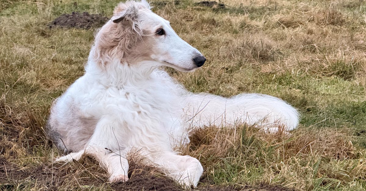 Borzoi: Ο Ρωσικός Αριστοκράτης Κυνηγός