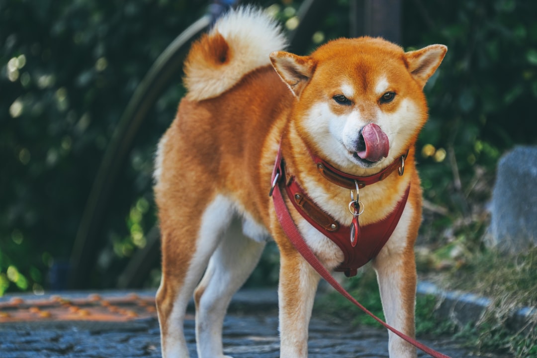 Σκύλος Akita