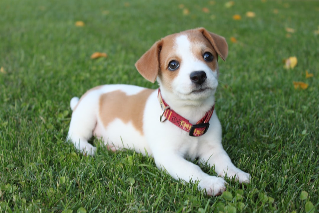 Σκύλος Basenji