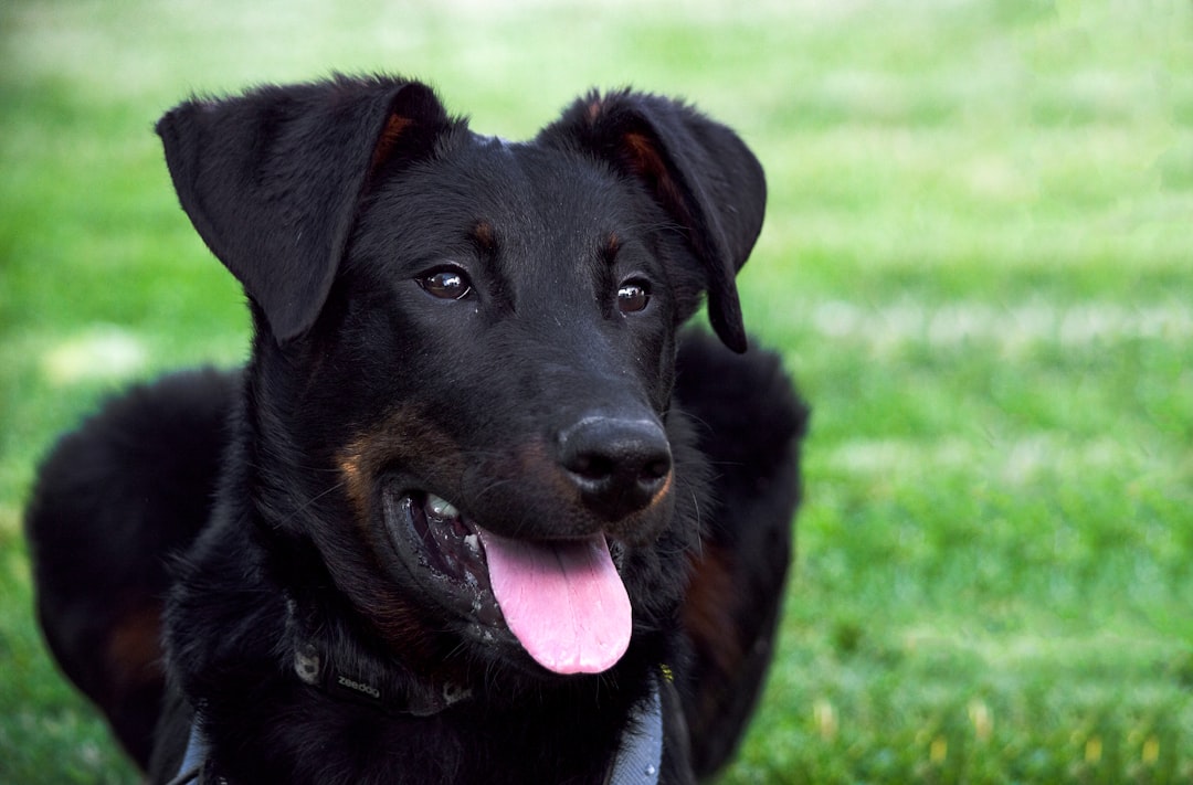Σκύλος ράτσας Beauceron