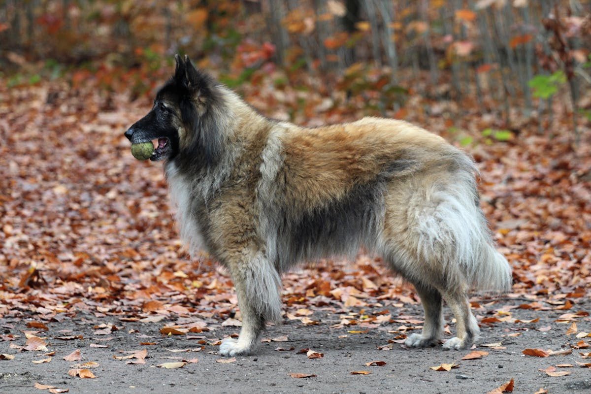 Σκύλος ράτσας Belgian Tervuren