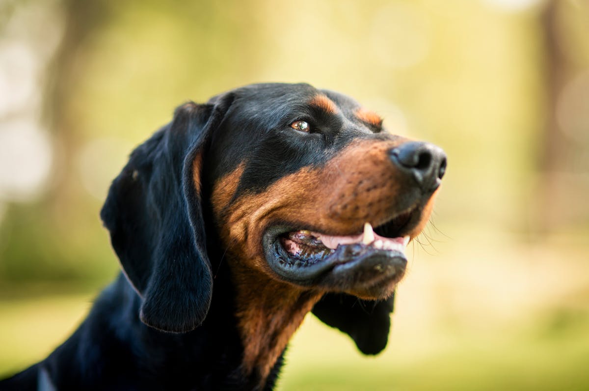 Σκύλος ράτσας Black and Tan Coonhound