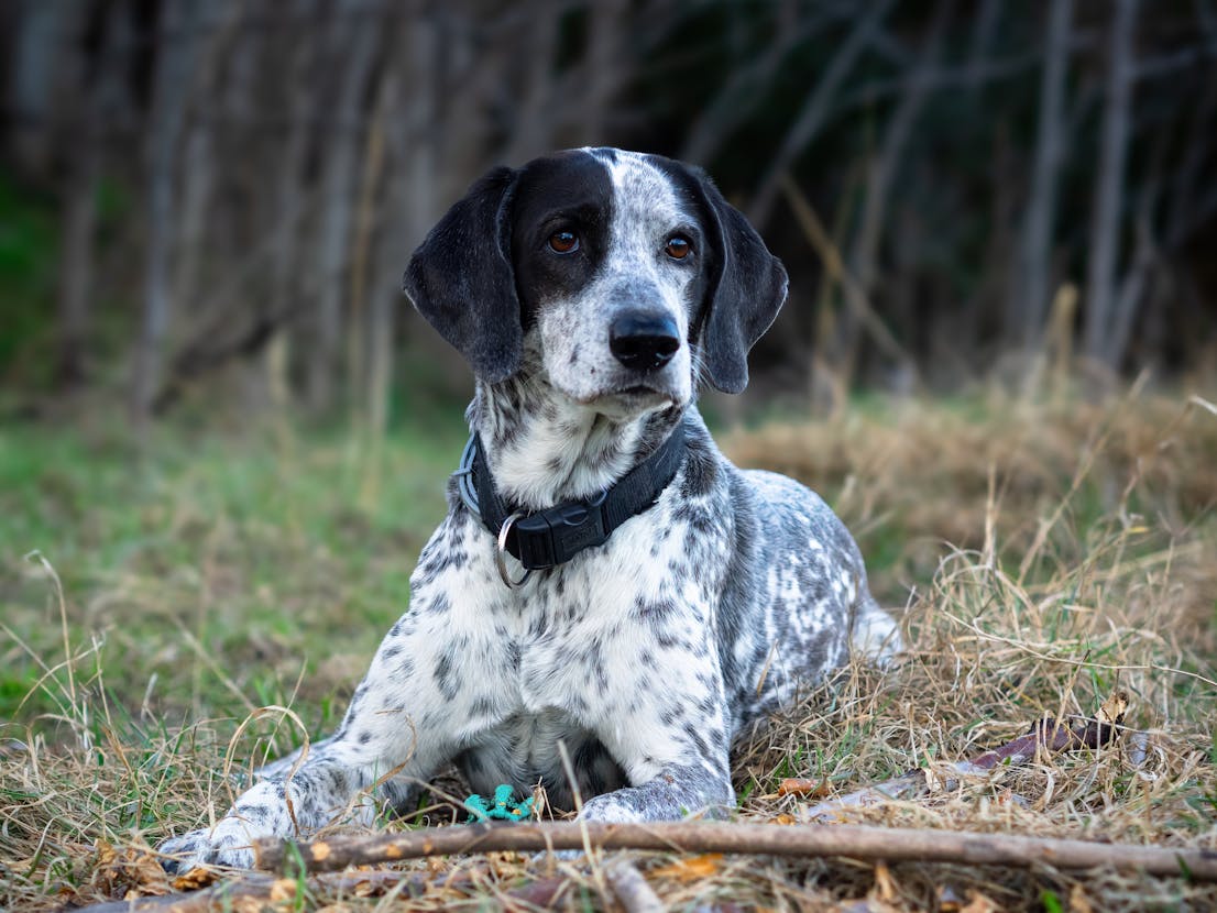 Σκύλος ράτσας Bluetick Coonhound
