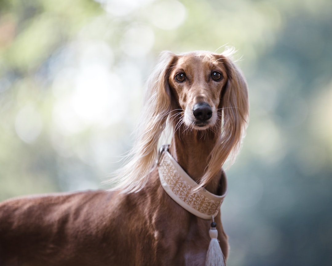 Σκύλος ράτσας Borzoi