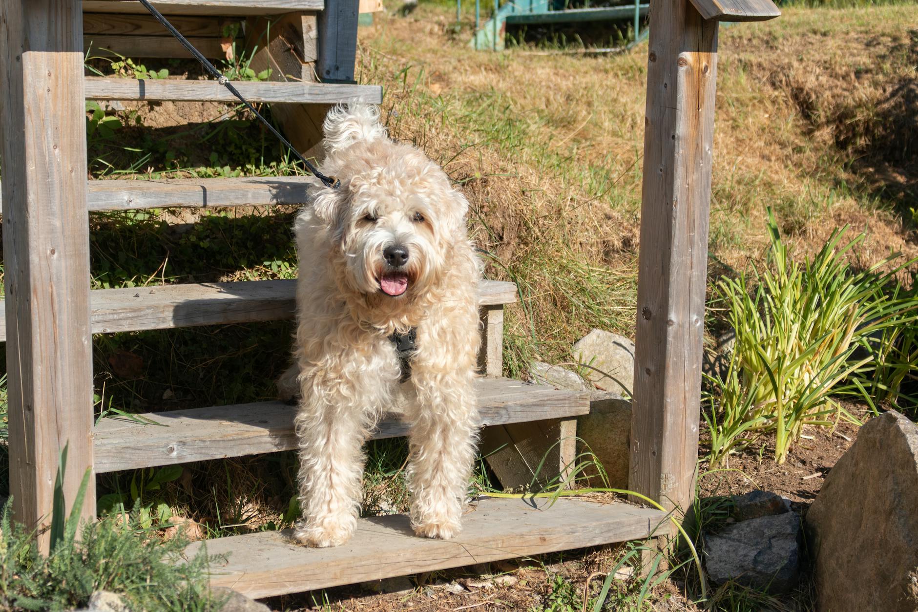 Σκύλος ράτσας Bouvier des Flandres