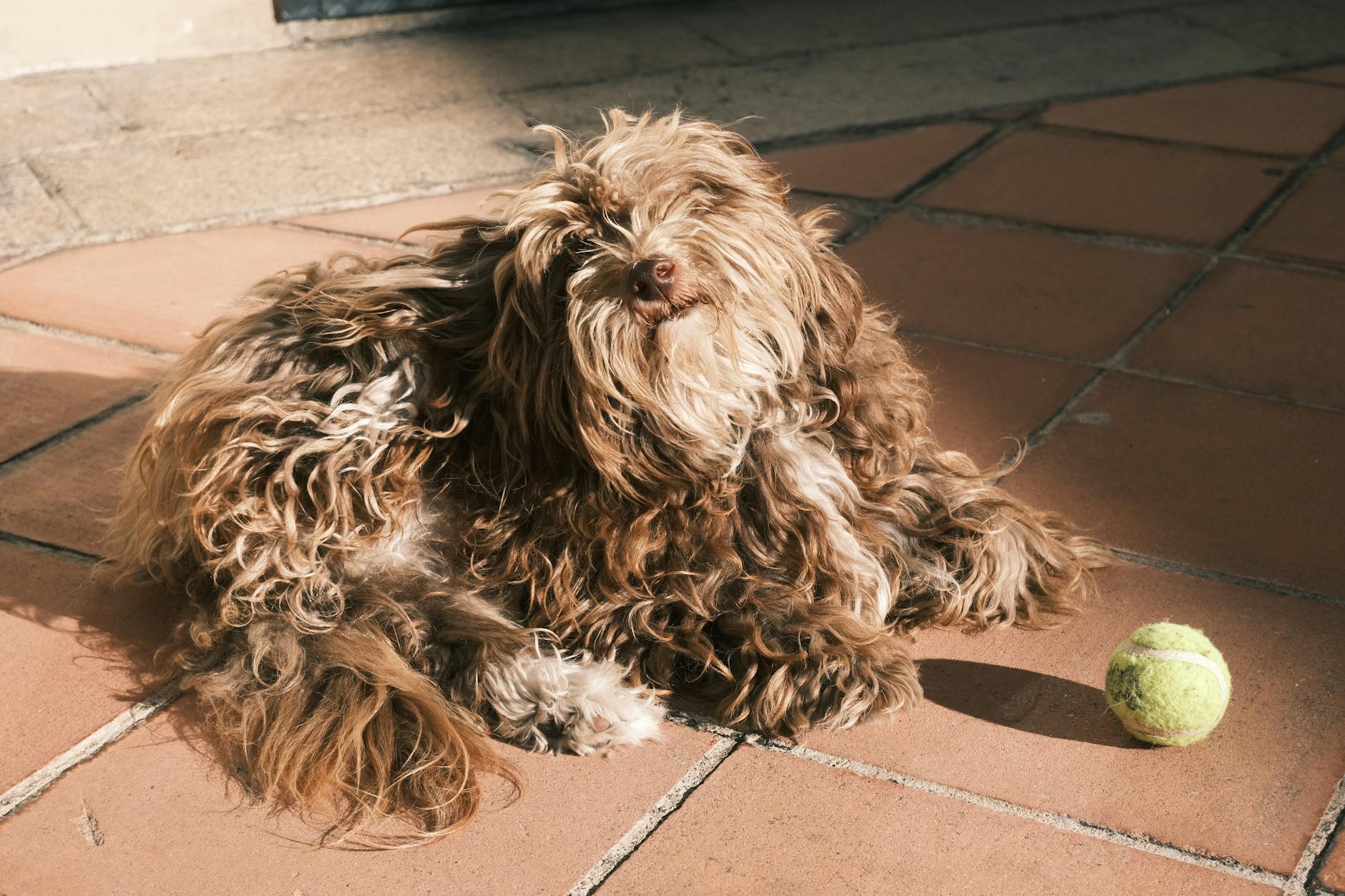 Σκύλος ράτσας Briard