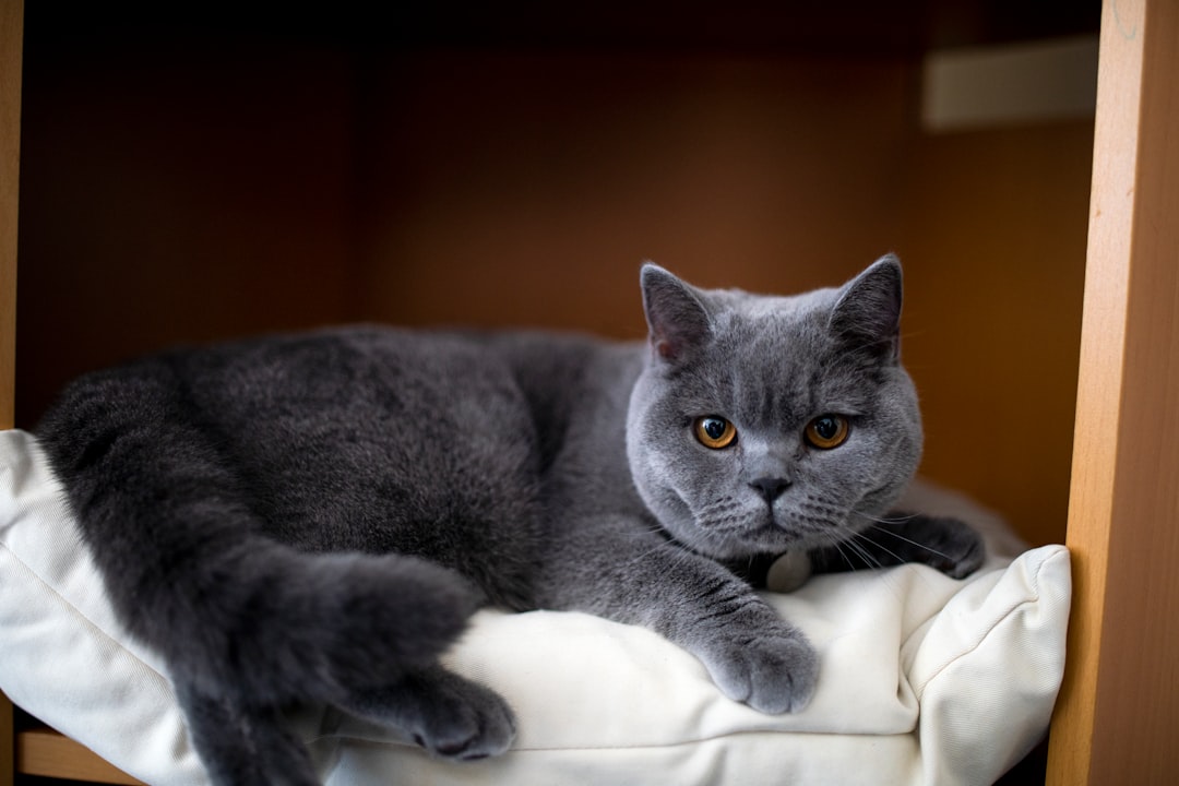 Γάτα British Shorthair