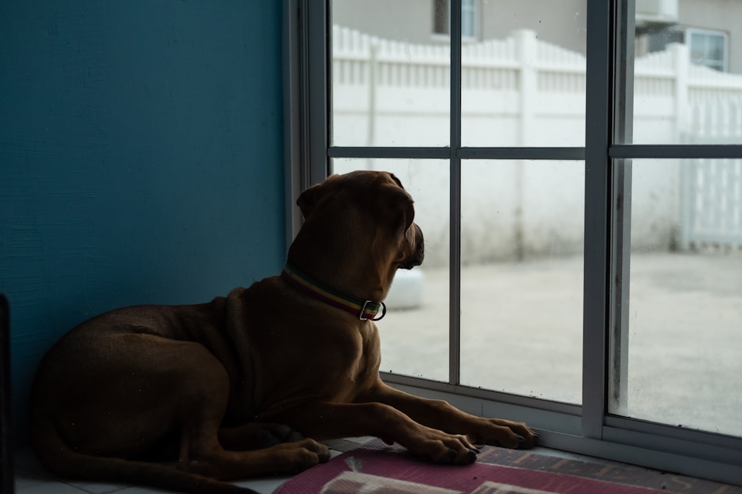 Σκύλος ράτσας Bullmastiff