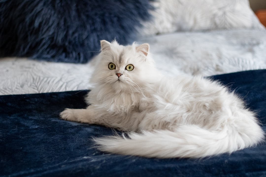 Γάτα ράτσας Burmilla