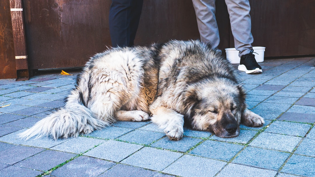 Σκύλος ράτσας Caucasian Shepherd