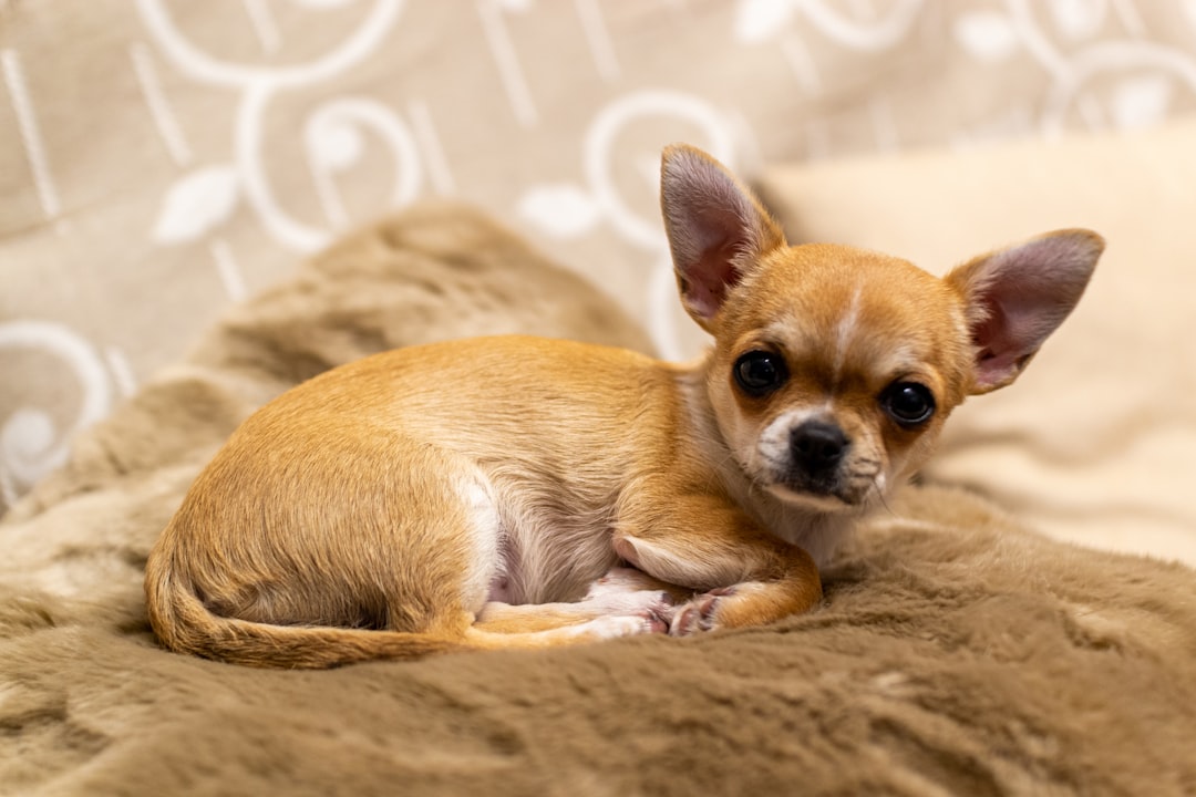 Σκύλος Chihuahua