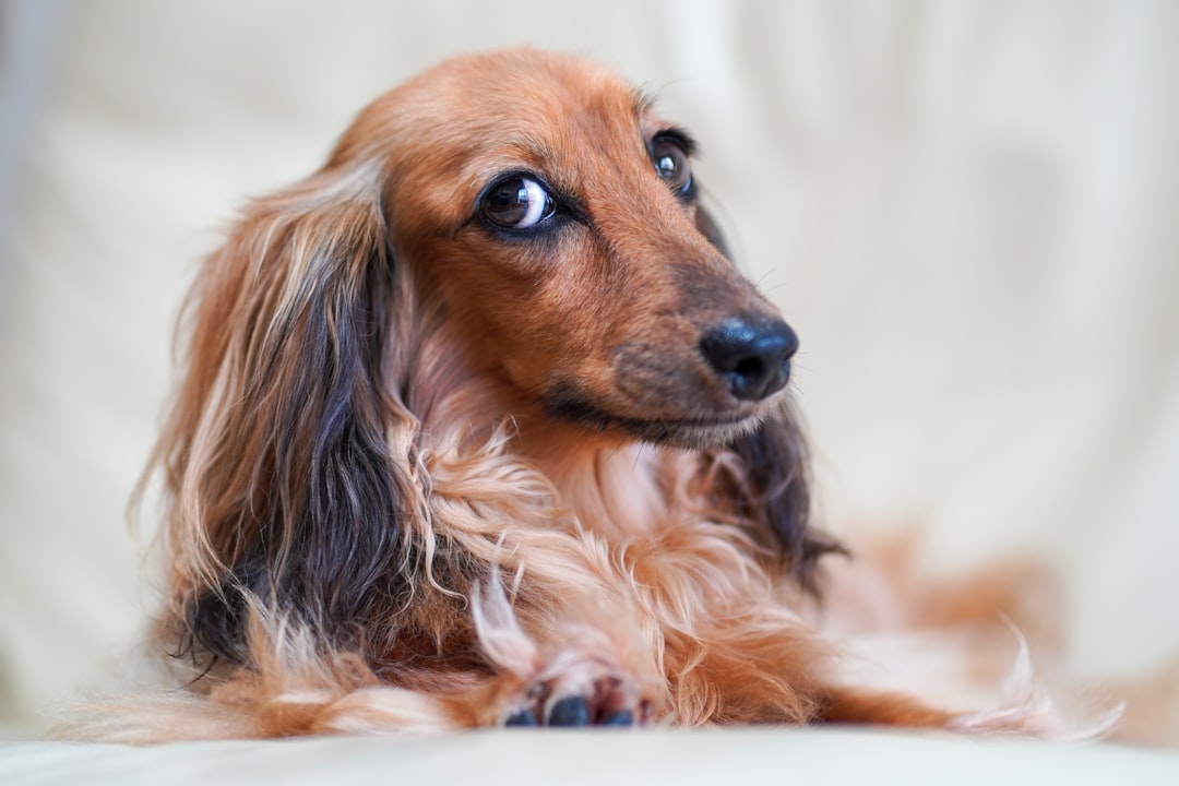 Σκύλος Dachshund (Λουκανικόσκυλο)