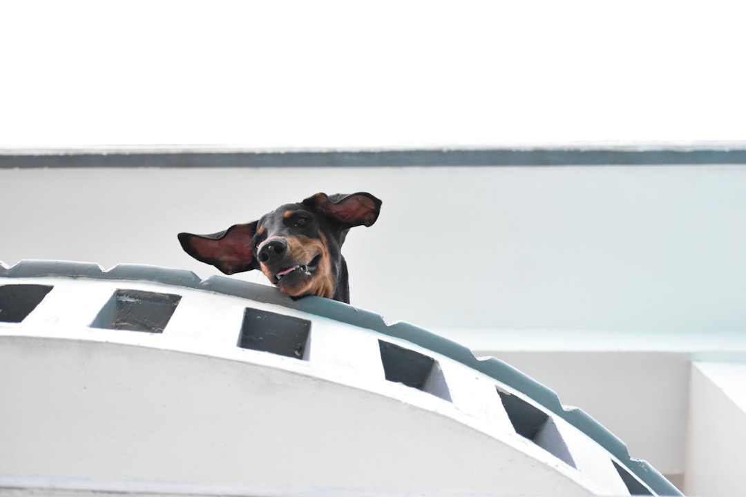 Σκύλος ράτσας Doberman