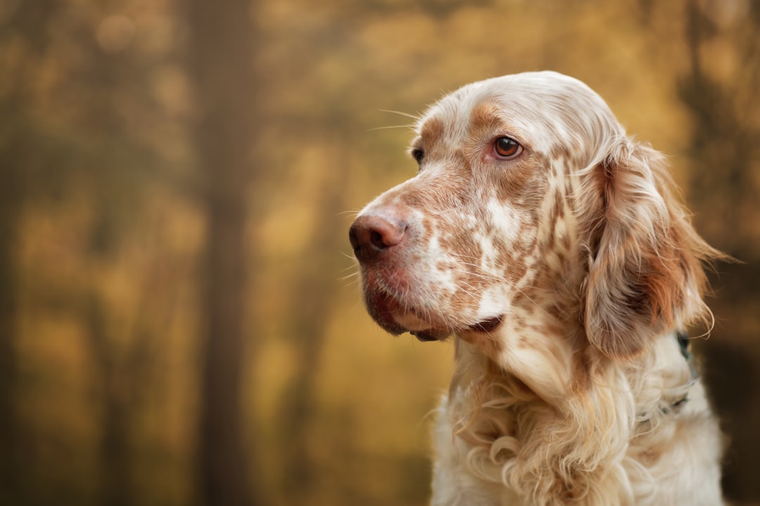 Σκύλος ράτσας English Setter