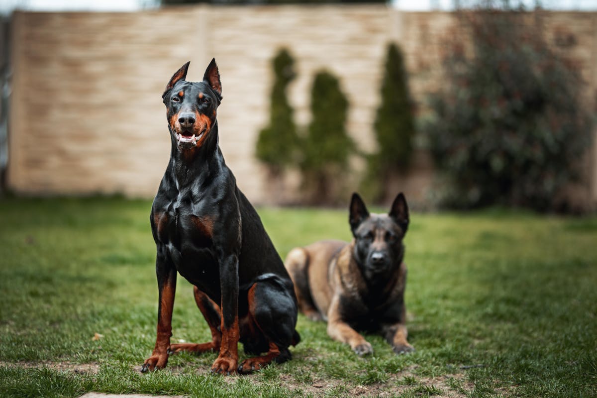 Σκύλος ράτσας German Pinscher