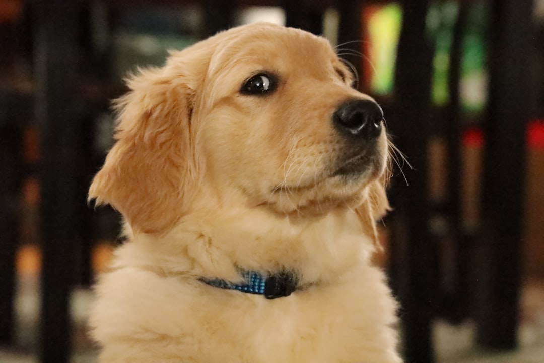 Σκύλος ράτσας Golden Retriever
