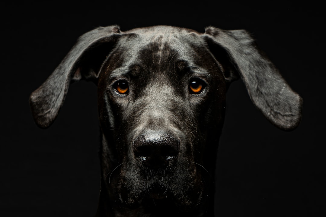 Great Dane (Γερμανικός Δογος)