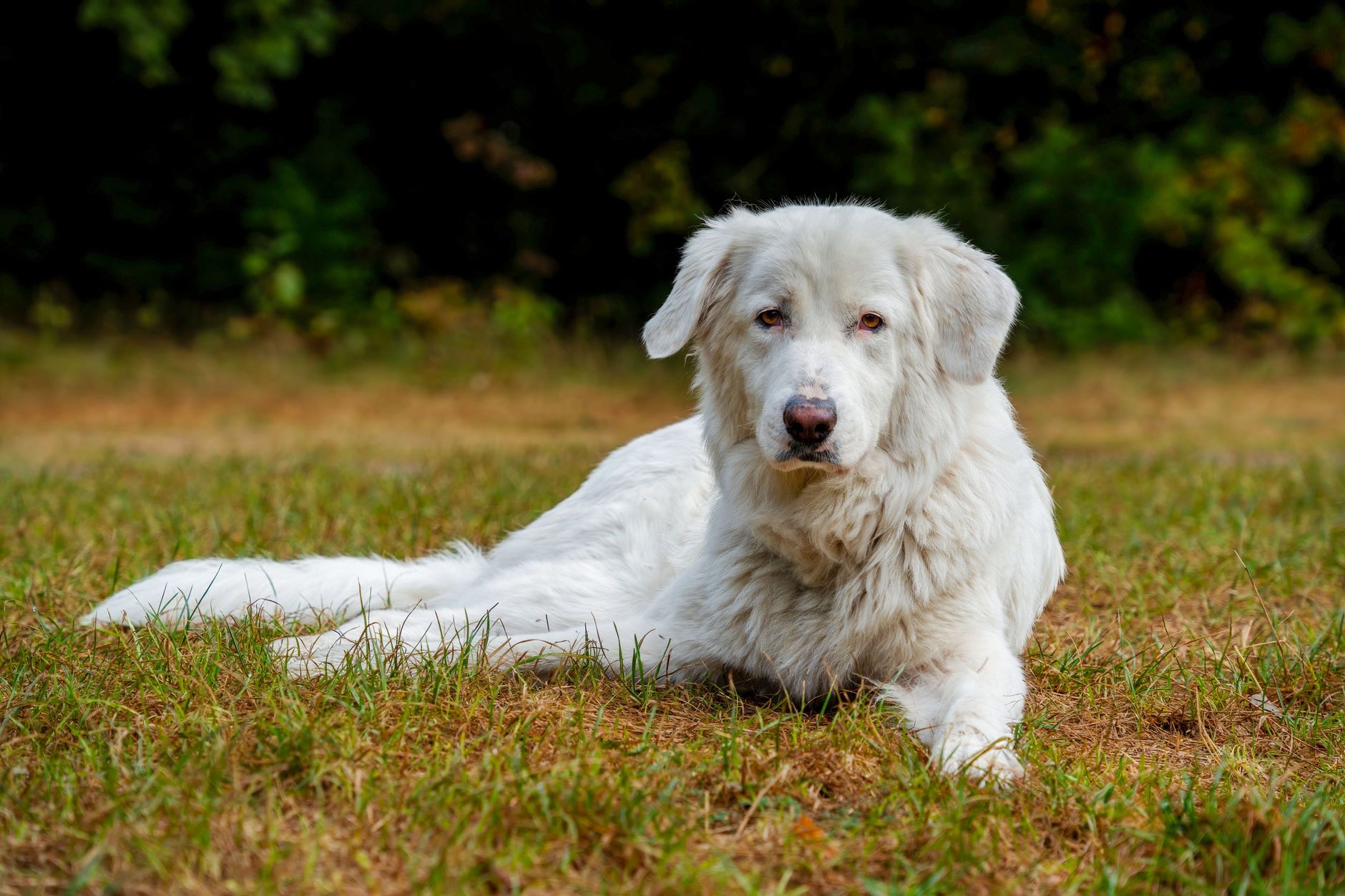 Σκύλος ράτσας Kuvasz