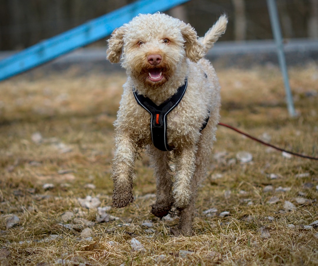 Σκύλος ράτσας Lagotto Romagnolo