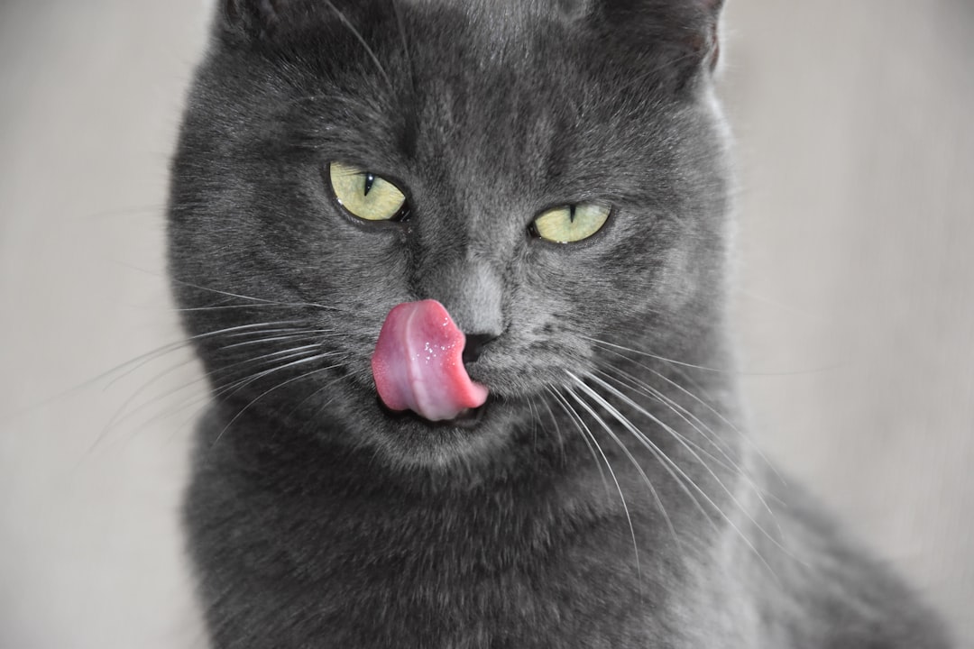 Nebelung γάτα