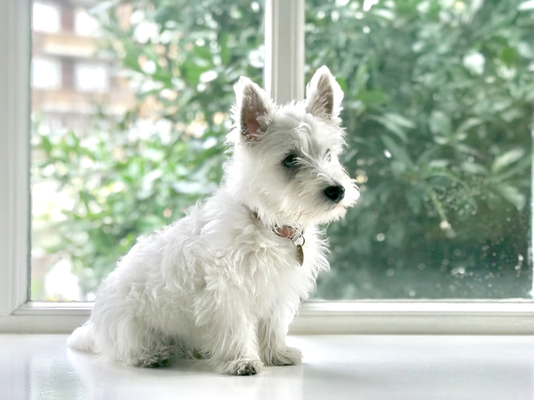 Σκύλος ράτσας Norwich Terrier