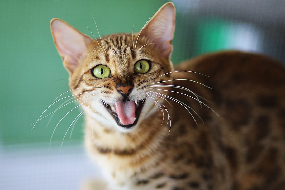 Γάτα ράτσας Ocicat