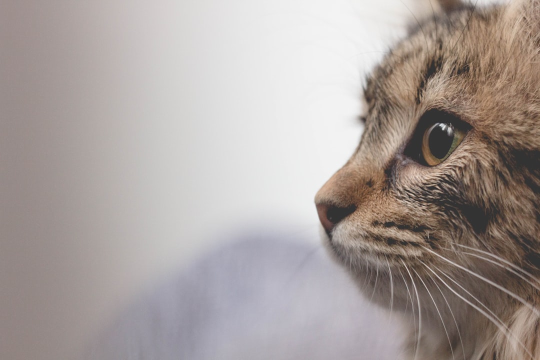 Oriental Shorthair γάτα