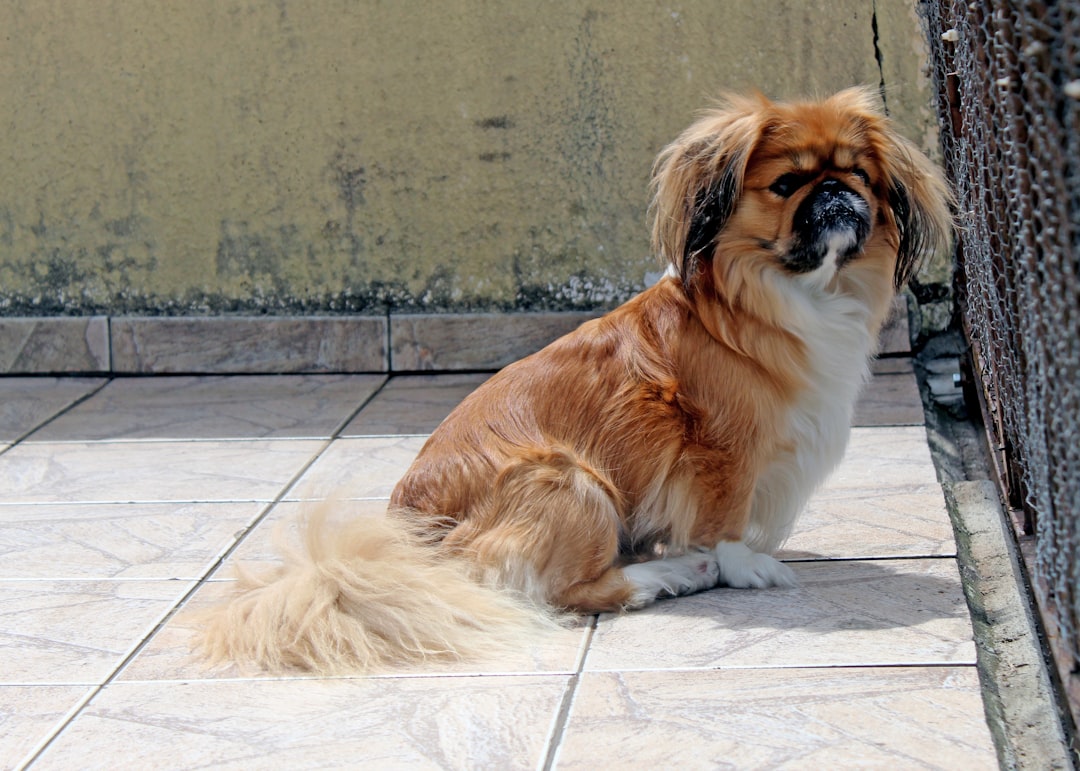 Σκύλος ράτσας Pekingese