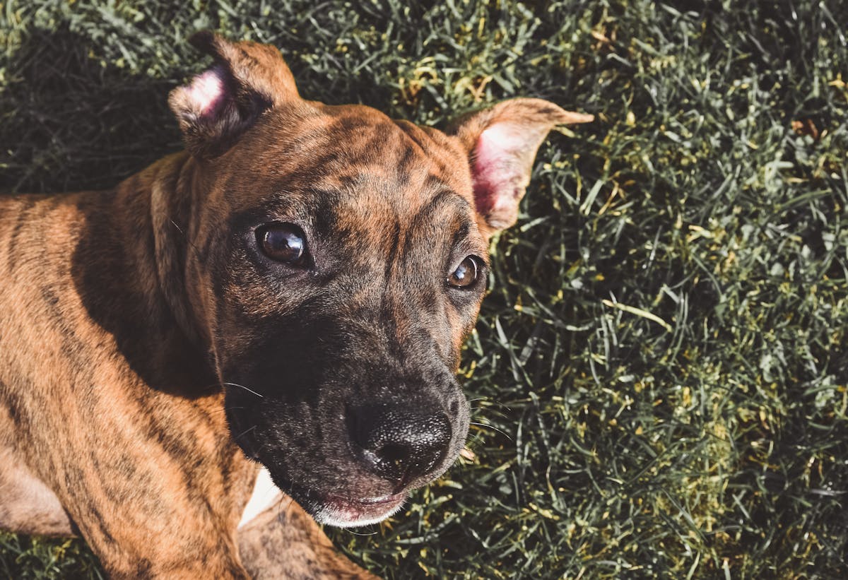Σκύλος ράτσας Plott Hound