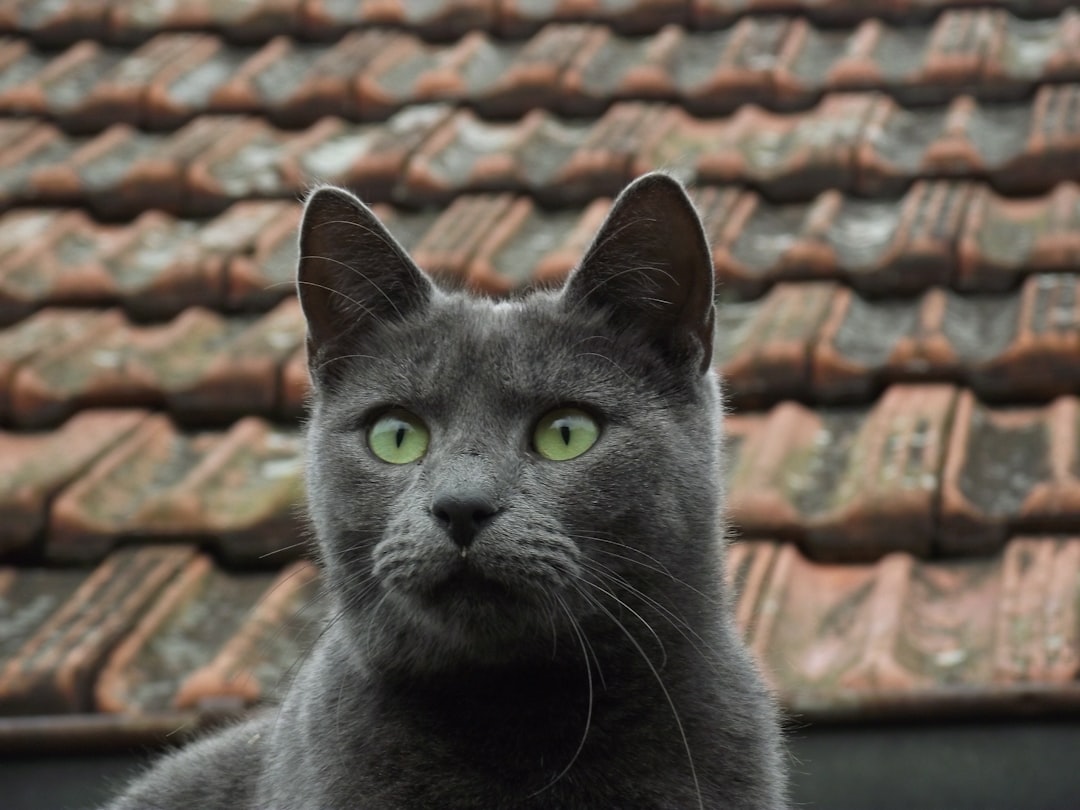 Russian Blue γάτα
