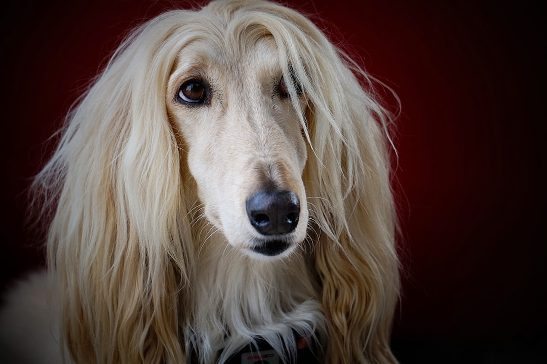 Σκύλος ράτσας Saluki