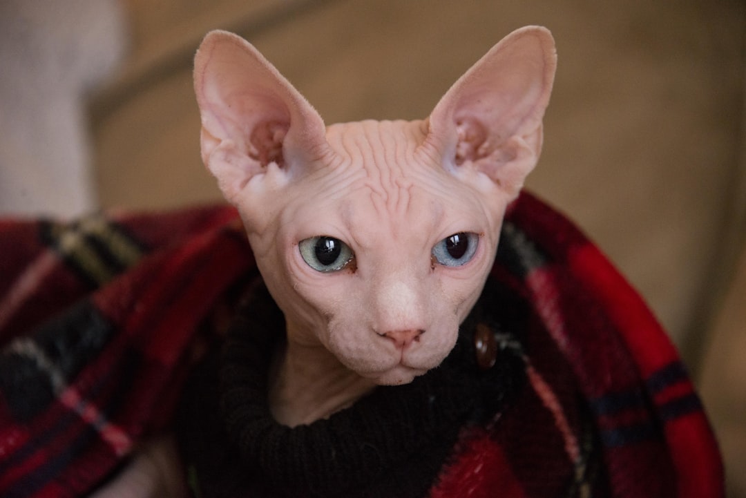 Sphynx γυμνή γάτα