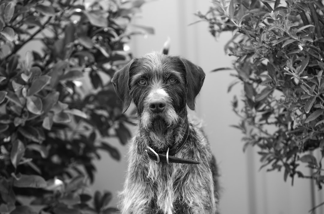 Σκύλος ράτσας Spinone Italiano