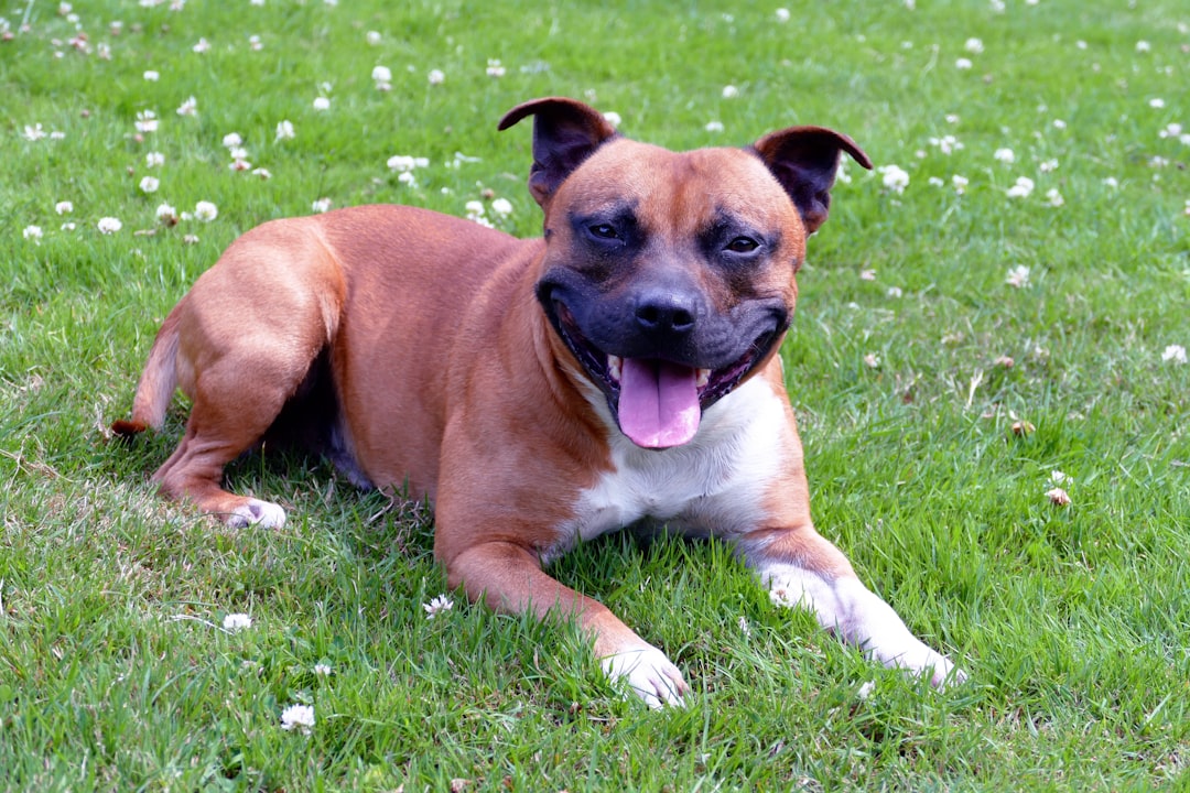 Staffordshire Bull Terrier