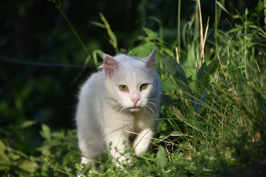 Turkish Angora γάτα