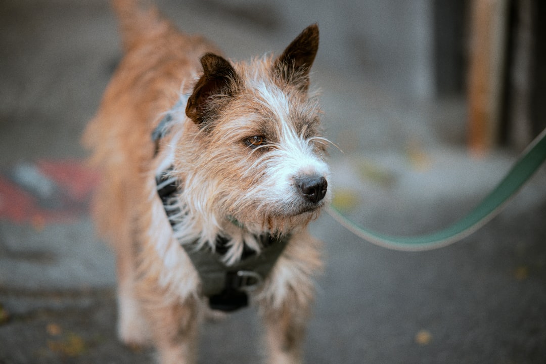 Σκύλος ράτσας Wire Fox Terrier